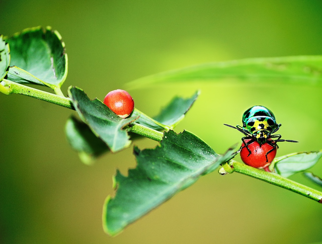 Image - color the pattern of beetle green