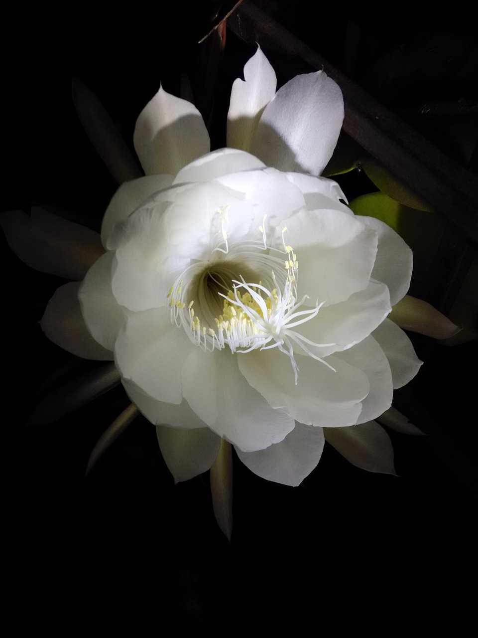 Image - flower annual blossom white flower