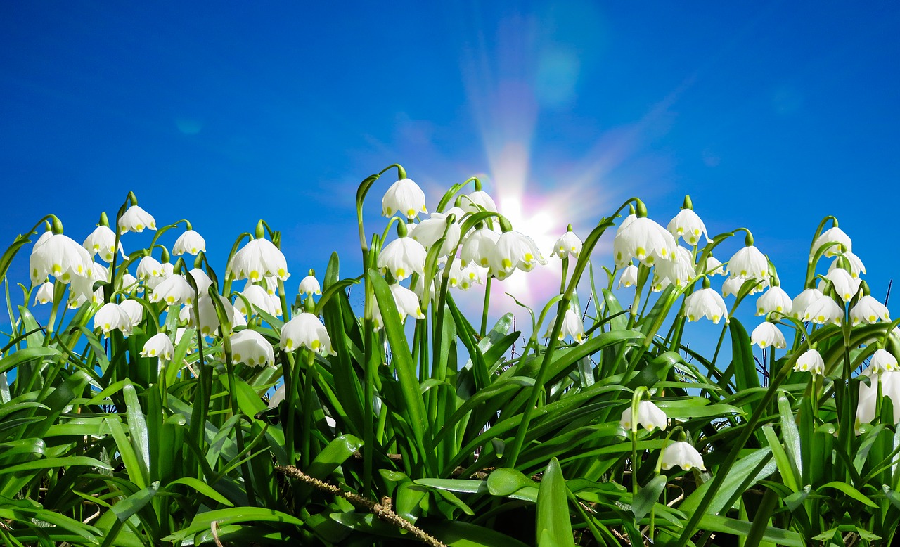 Image - nature spring snowflake flower