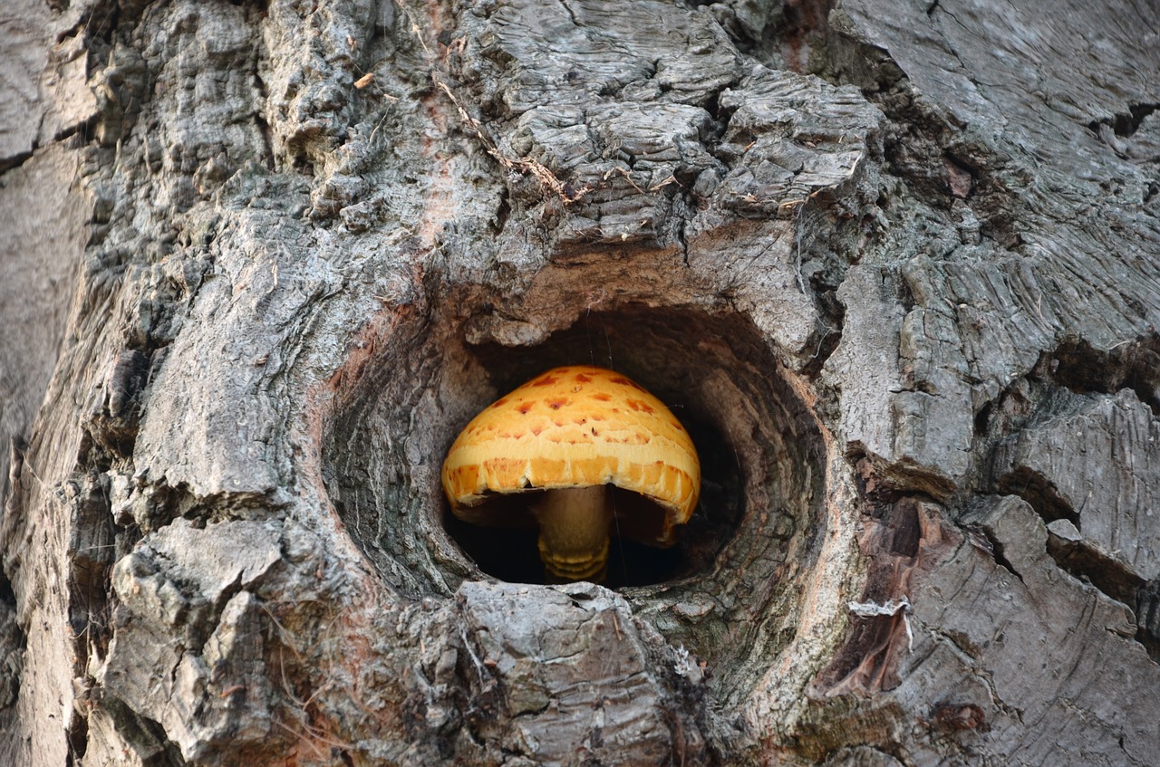 Image - tree mushroom aug natural autumn