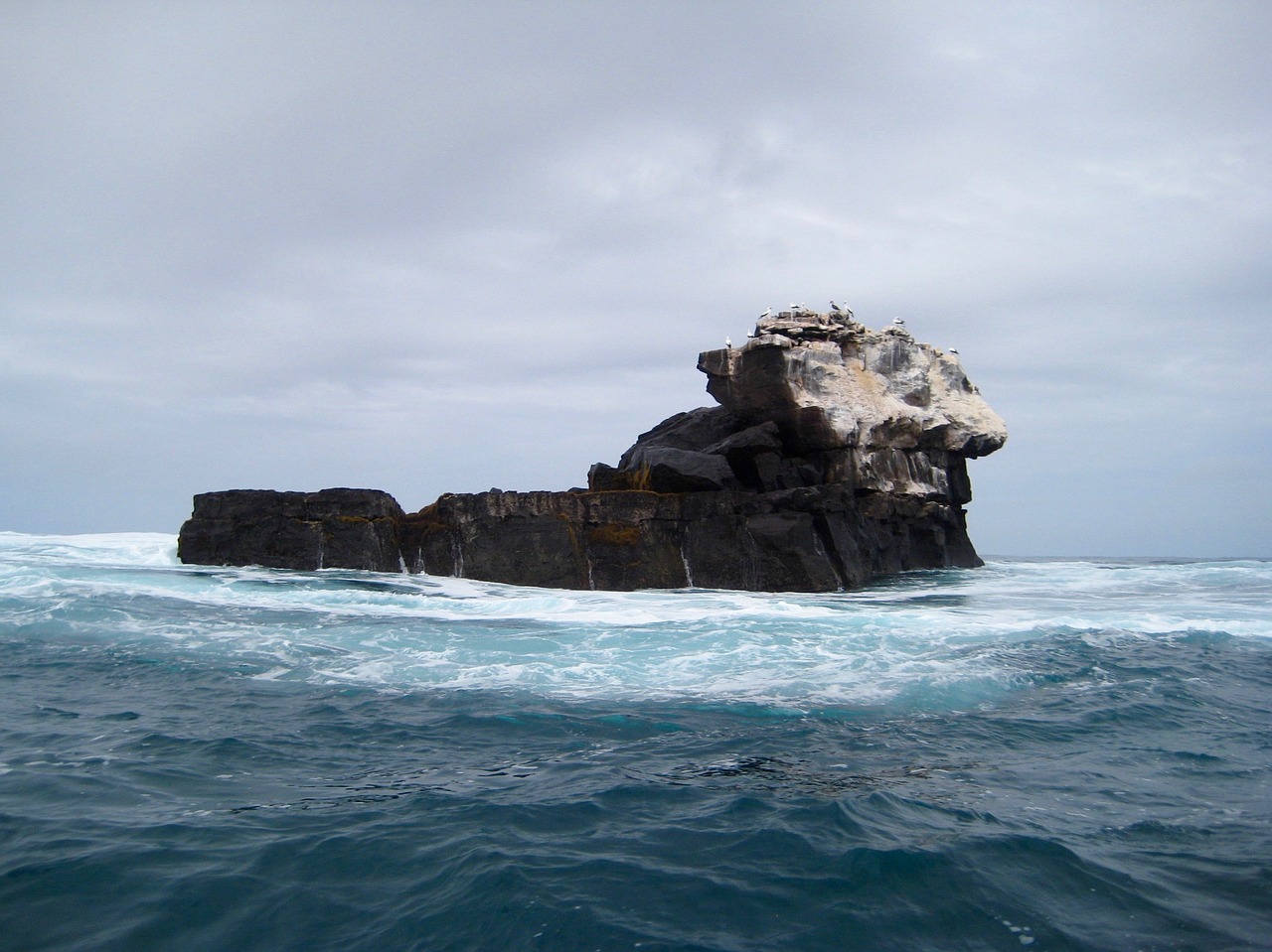 Image - galapagos island birds sea