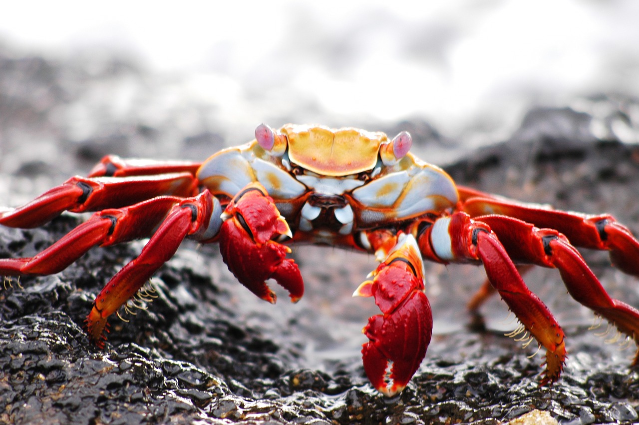 Image - crab galapagos krabbe ecuador