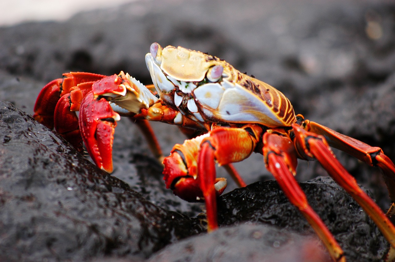 Image - crab galapagos nature island