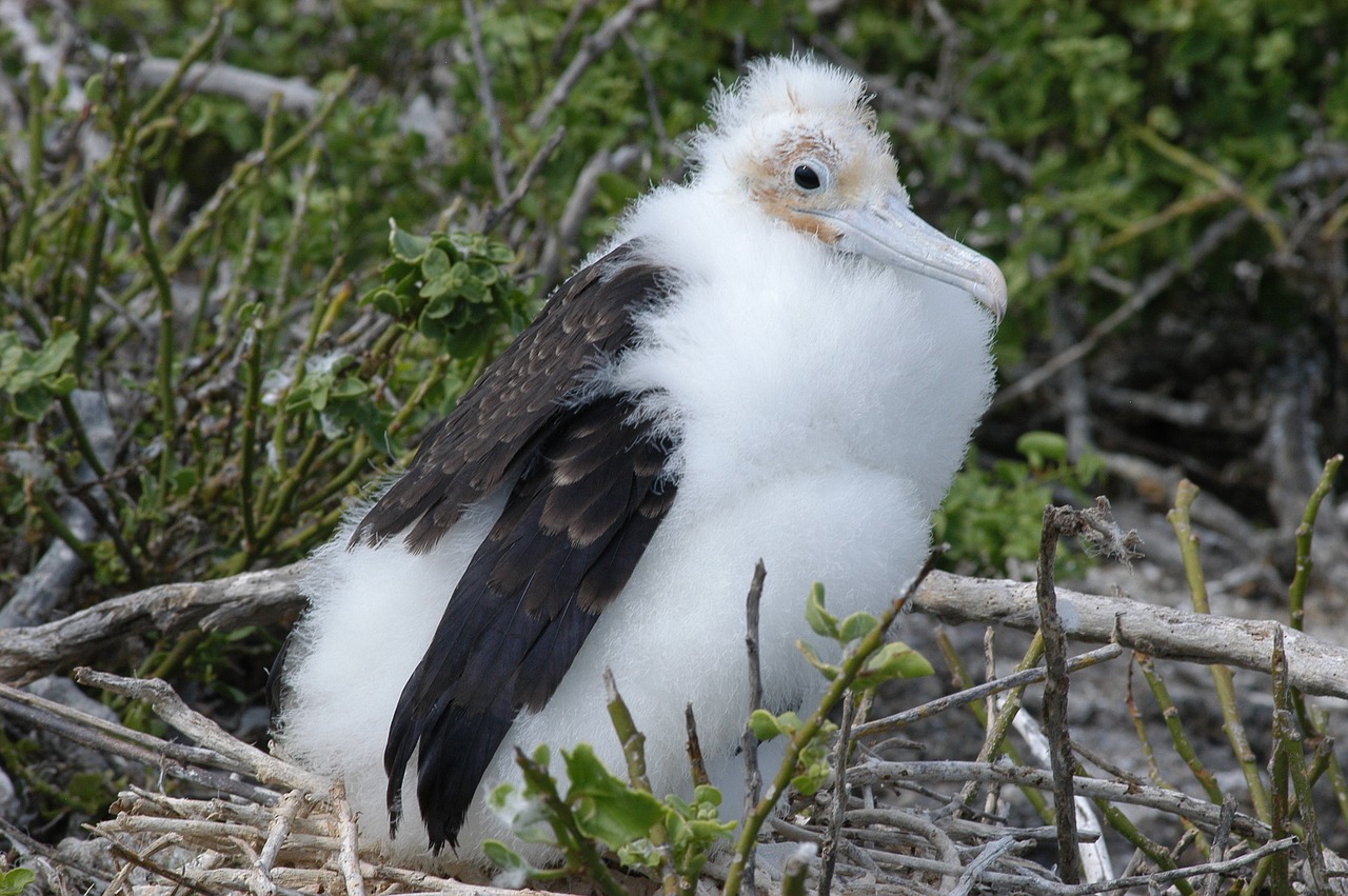 Image - bird galapagos island ecuador