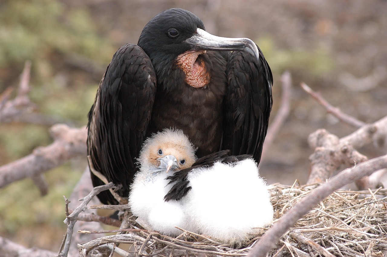 Image - bird galapagos fregate nest