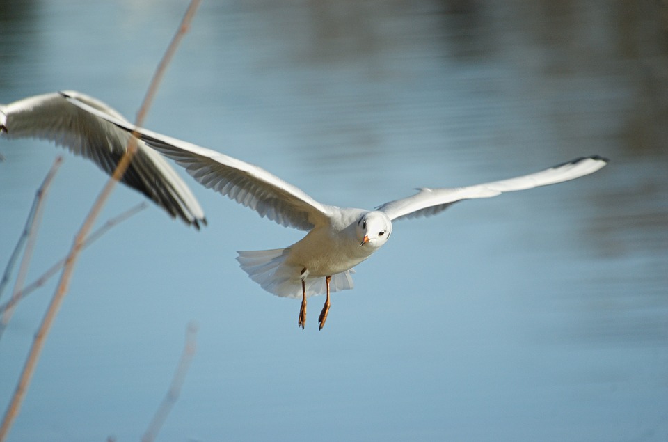 Image - seagull bird water bird fly flight
