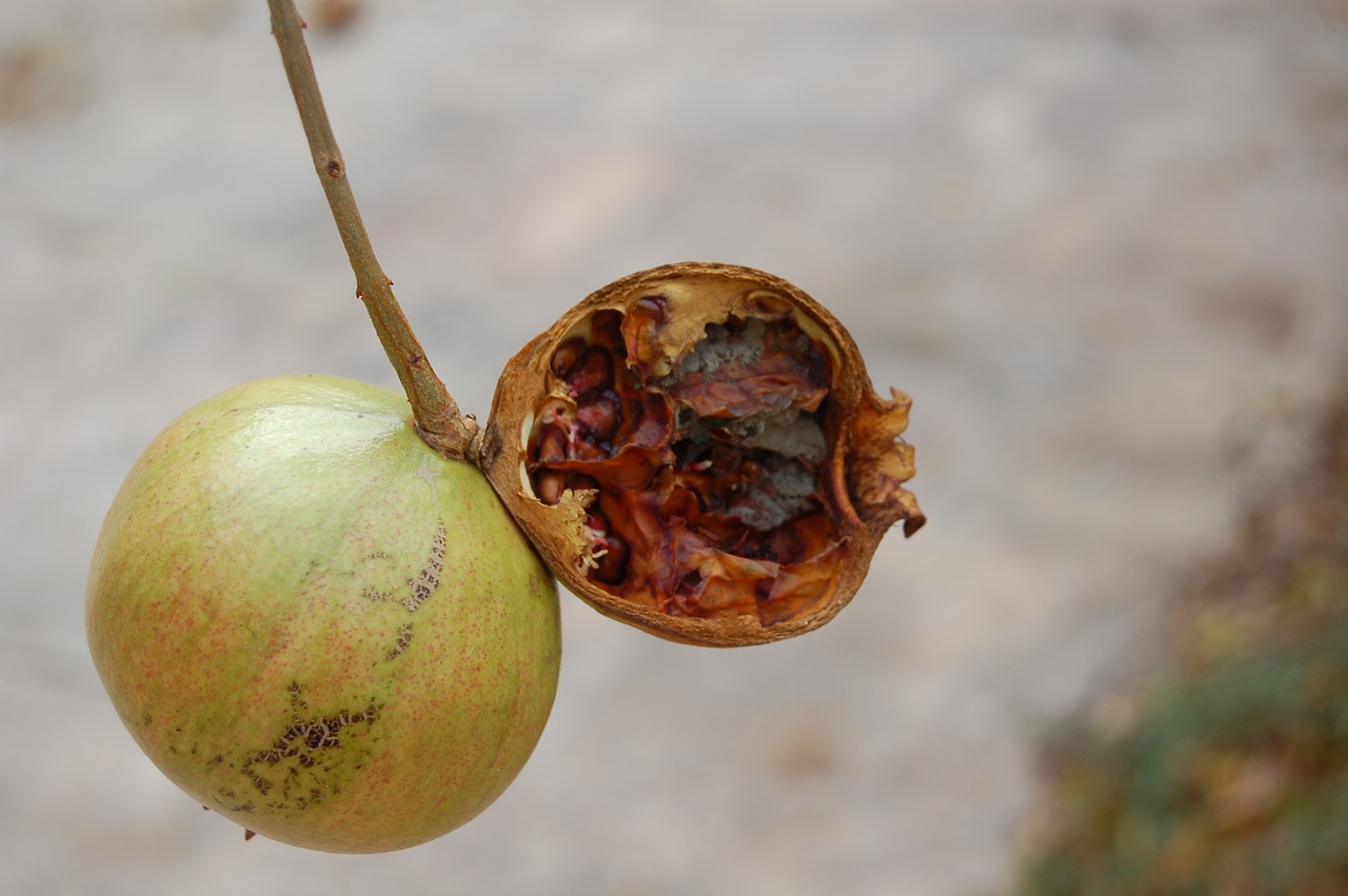 Image - pomegranate fruits marcio nature