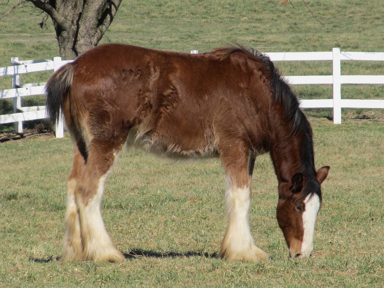 Image - clydesdale horse yearling young