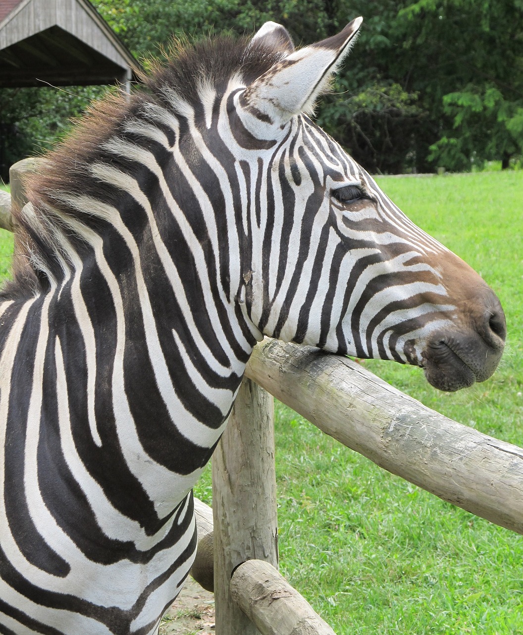 Image - zebra looking head standing nature