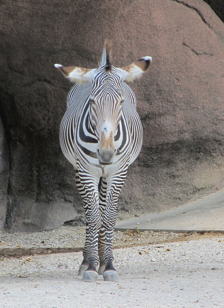 Image - zebra looking head standing nature