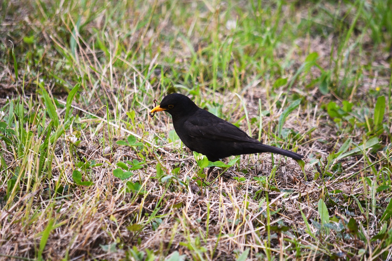 Image - bird merle fauna nature animals