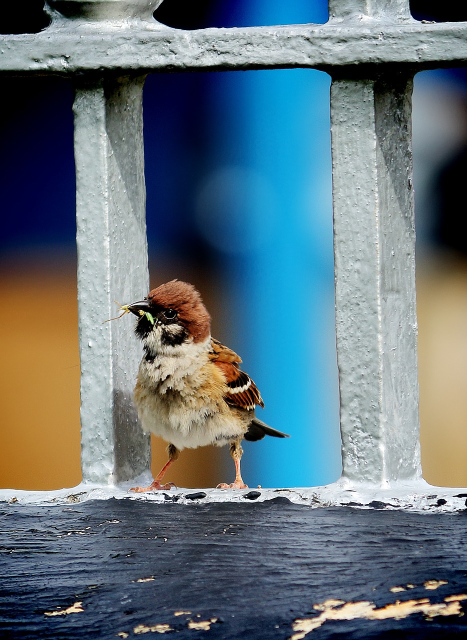 Image - sparrow a living eat the caterpillar