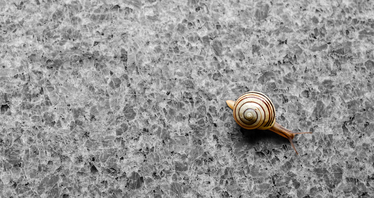 Image - background wallpaper snail shell