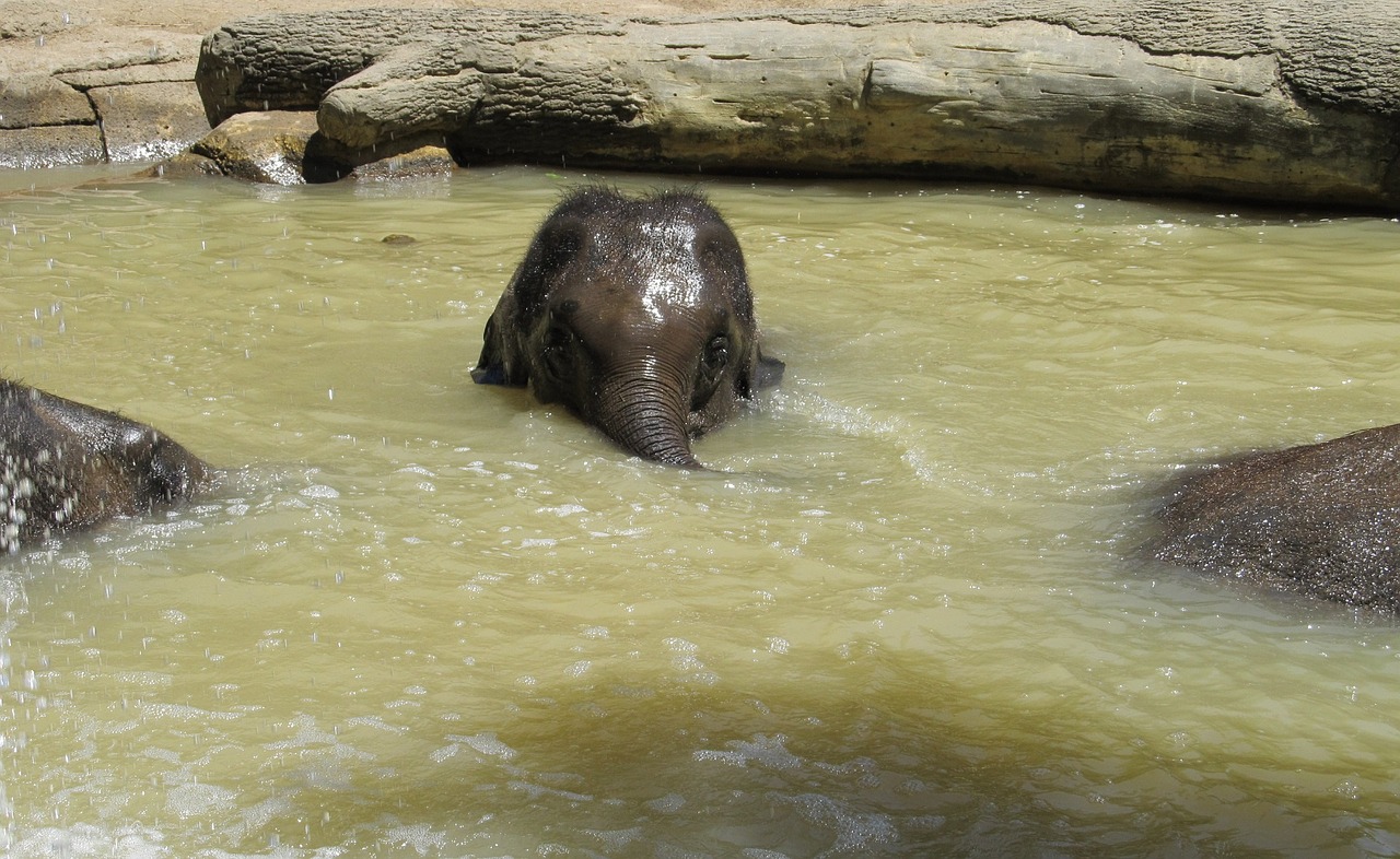 Image - elephant baby young water bath