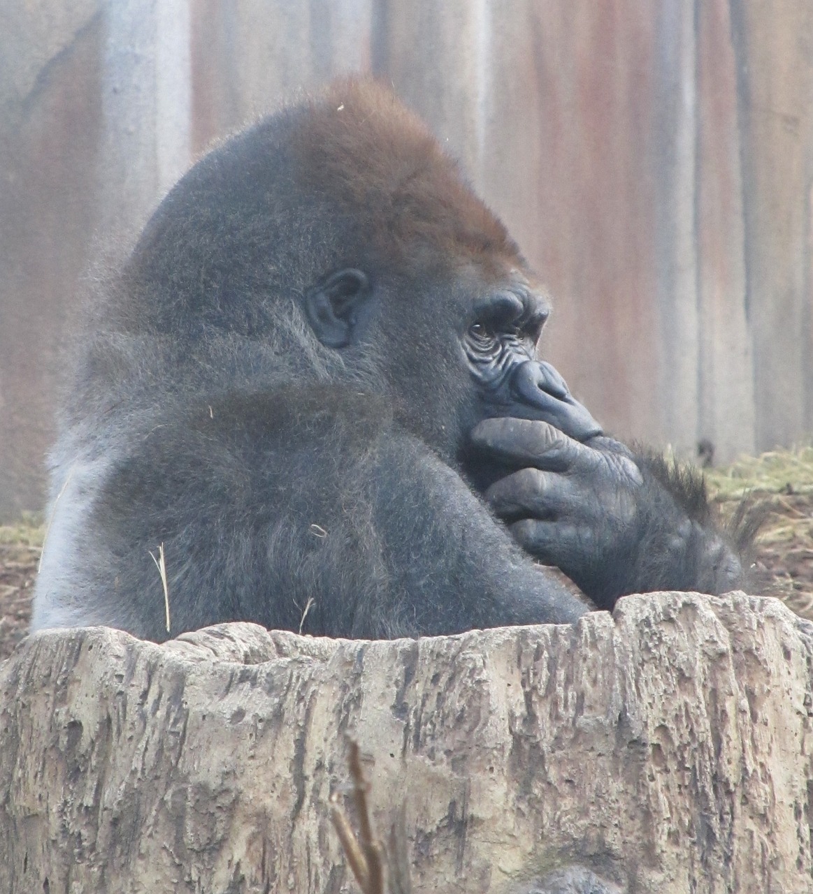 Image - gorilla sitting thoughtful thinking