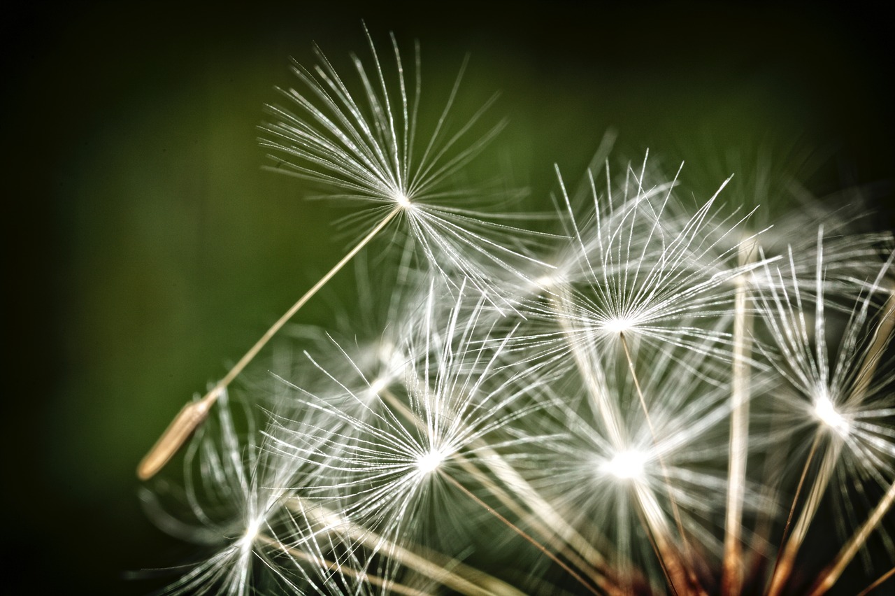 Image - nature moody dark grungy dandelion