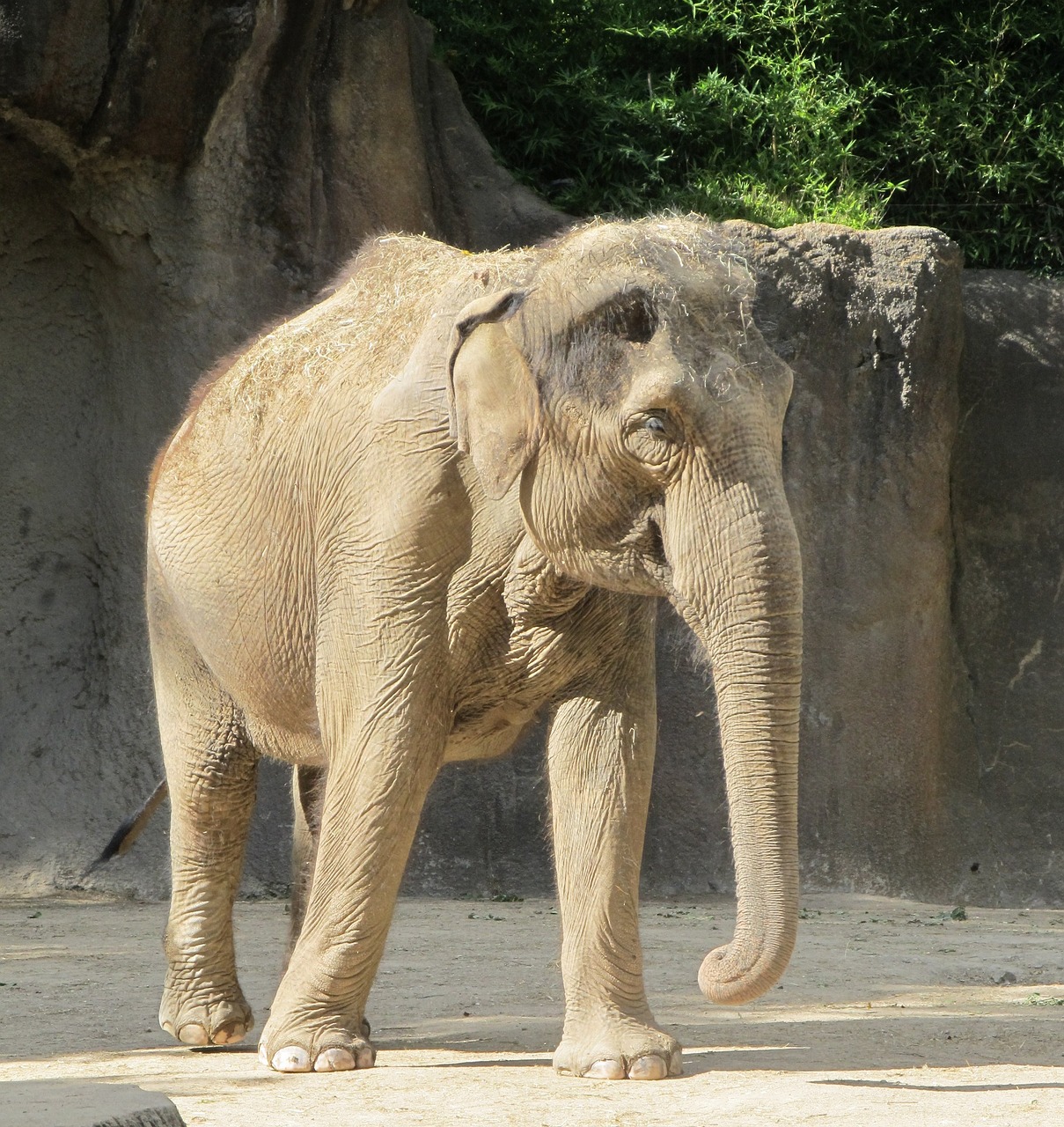 Image - elephant zoo standing big trunk