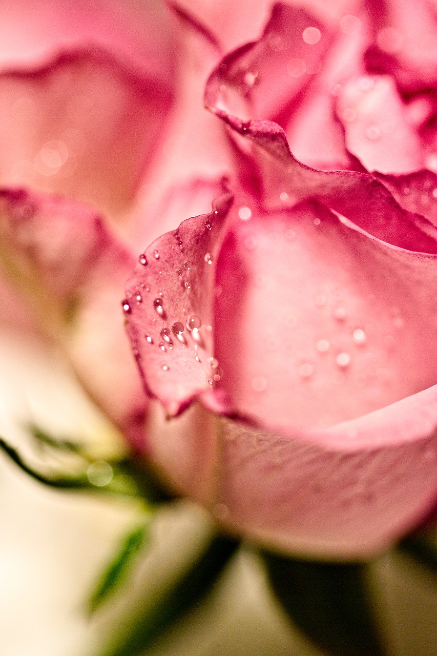 Image - rose macro rain drops raindrops