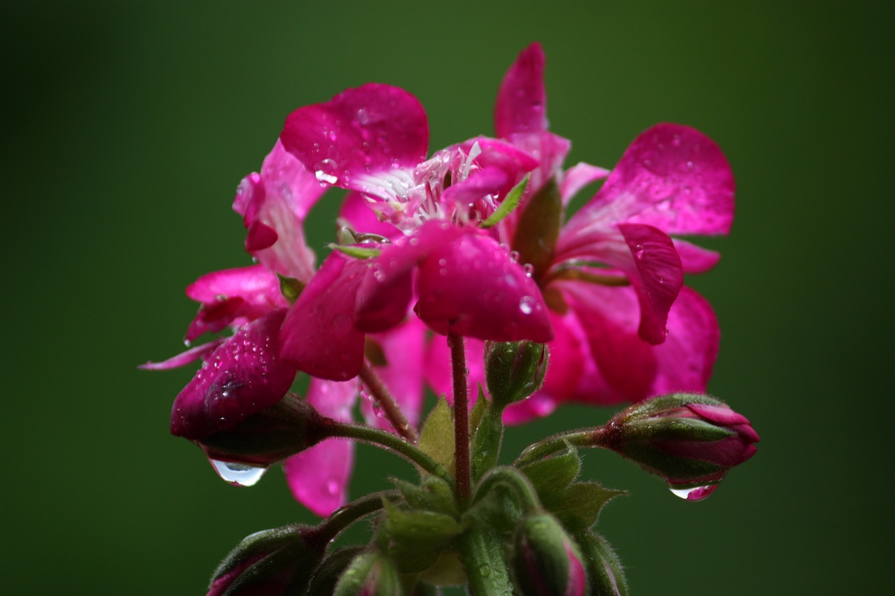 Image - flower drop color pink green rain