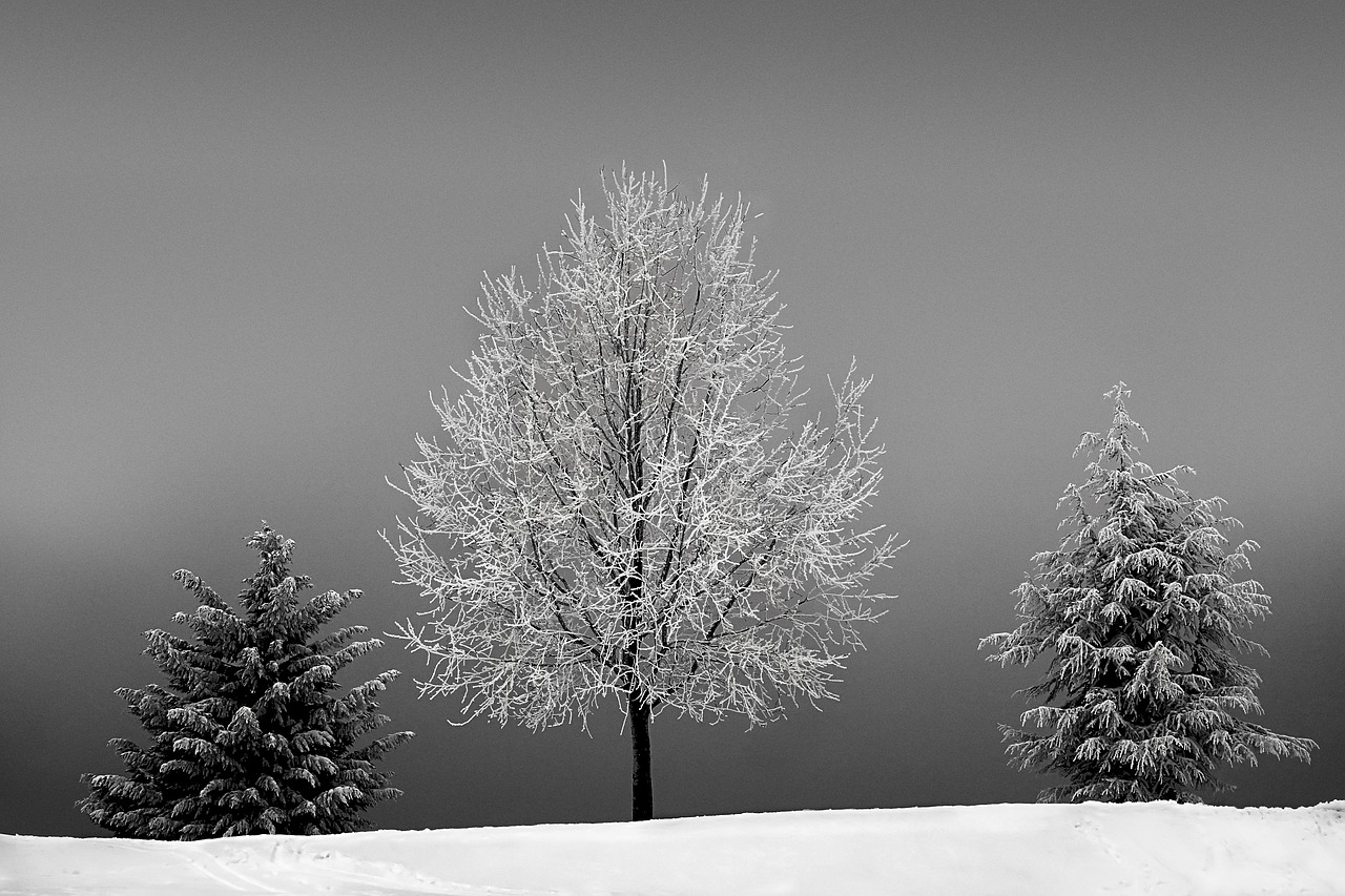 Image - trees winter cold snow wintry