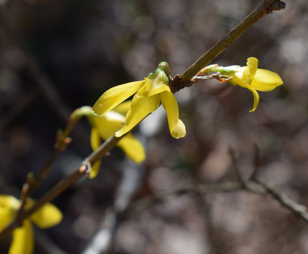 Image - forsythia blossoms opening forsythia
