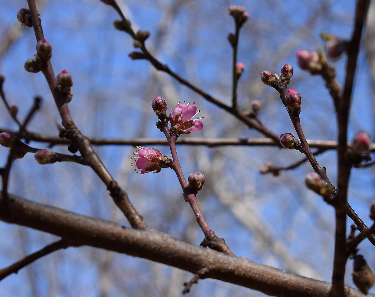 Image - peach blossom buds opening peach tree