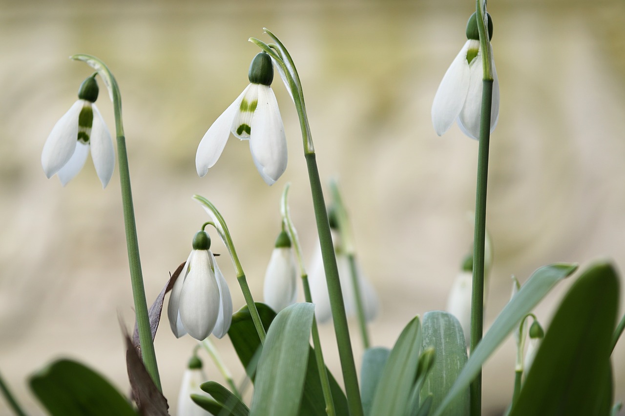 Image - snowdrop flower blossom bloom