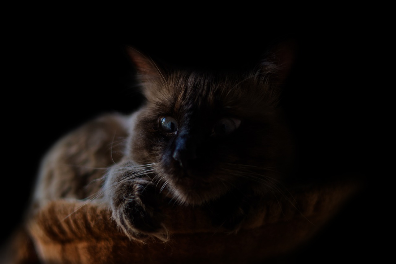 Image - cat animal dark portrait pet