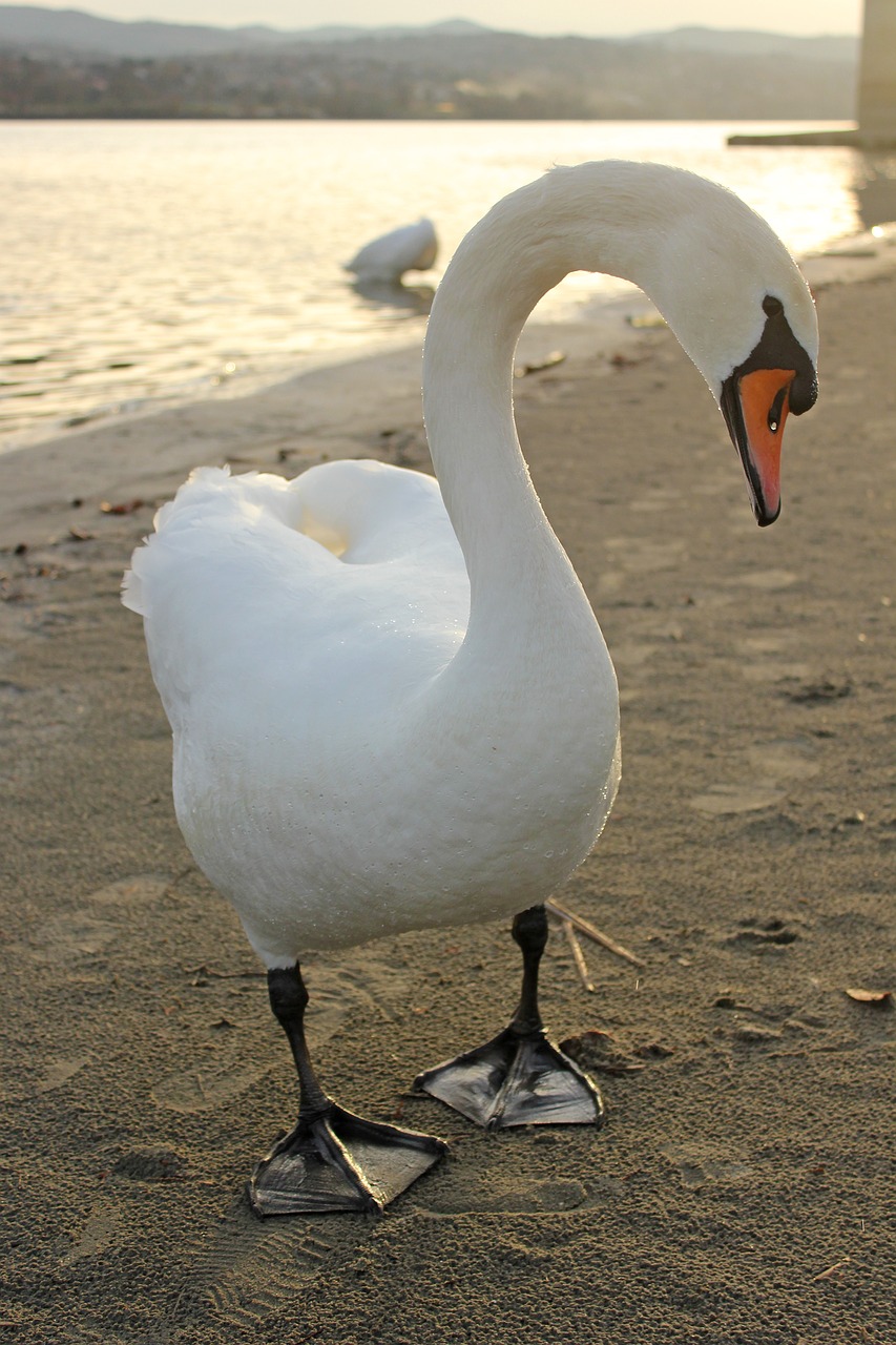 Image - swan bird nature wild animal