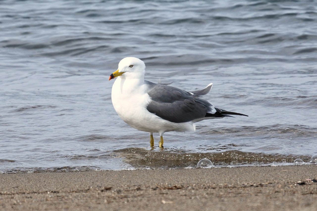 Image - animal sea beach foam sea gull