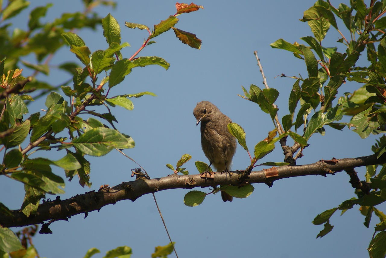 Image - cinderella bird brown spring