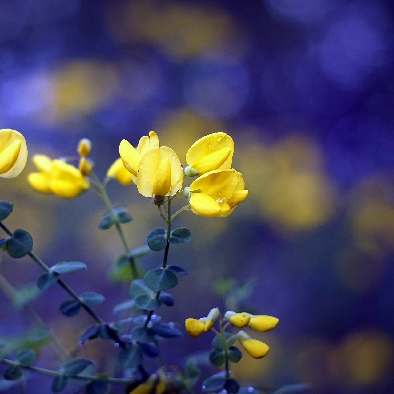Image - flowers yellow nature spring
