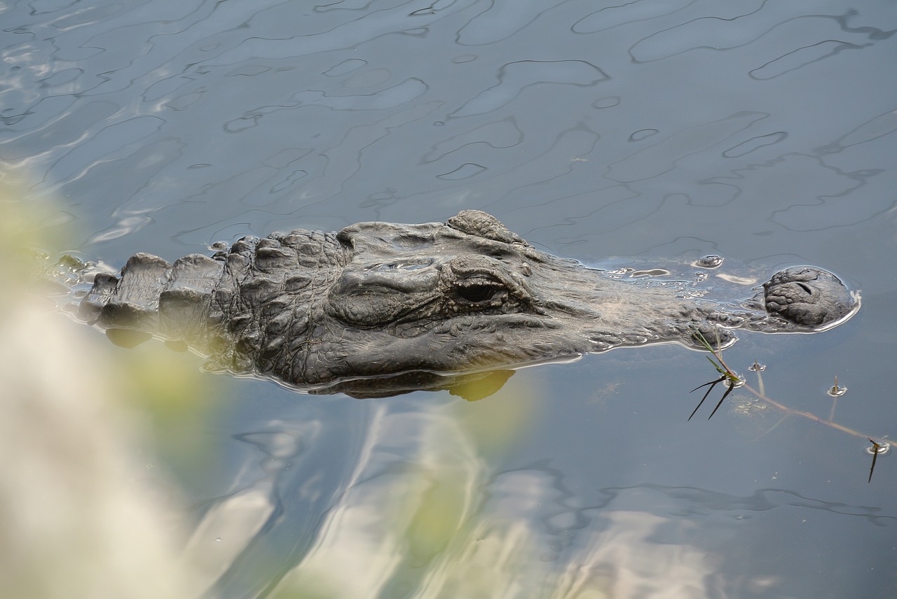 Image - alligator florida mangroves water