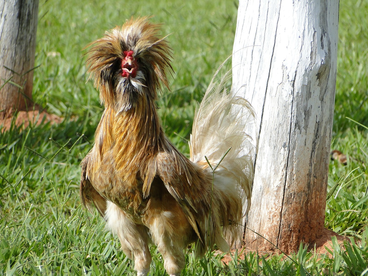 Image - rooster cock chicken animal farm