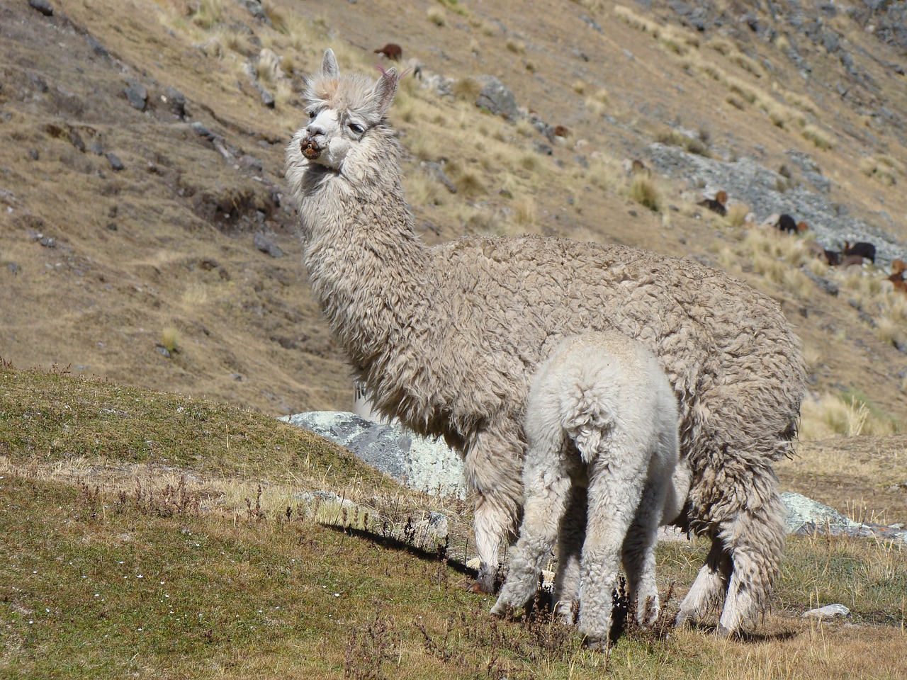 Image - lama peru mother feed baby nature