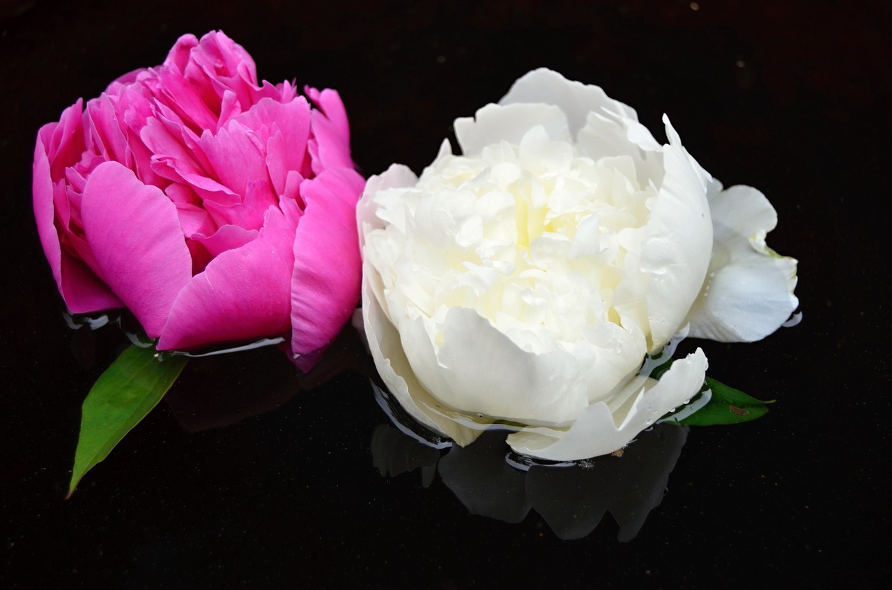 Image - flower white red surface peace