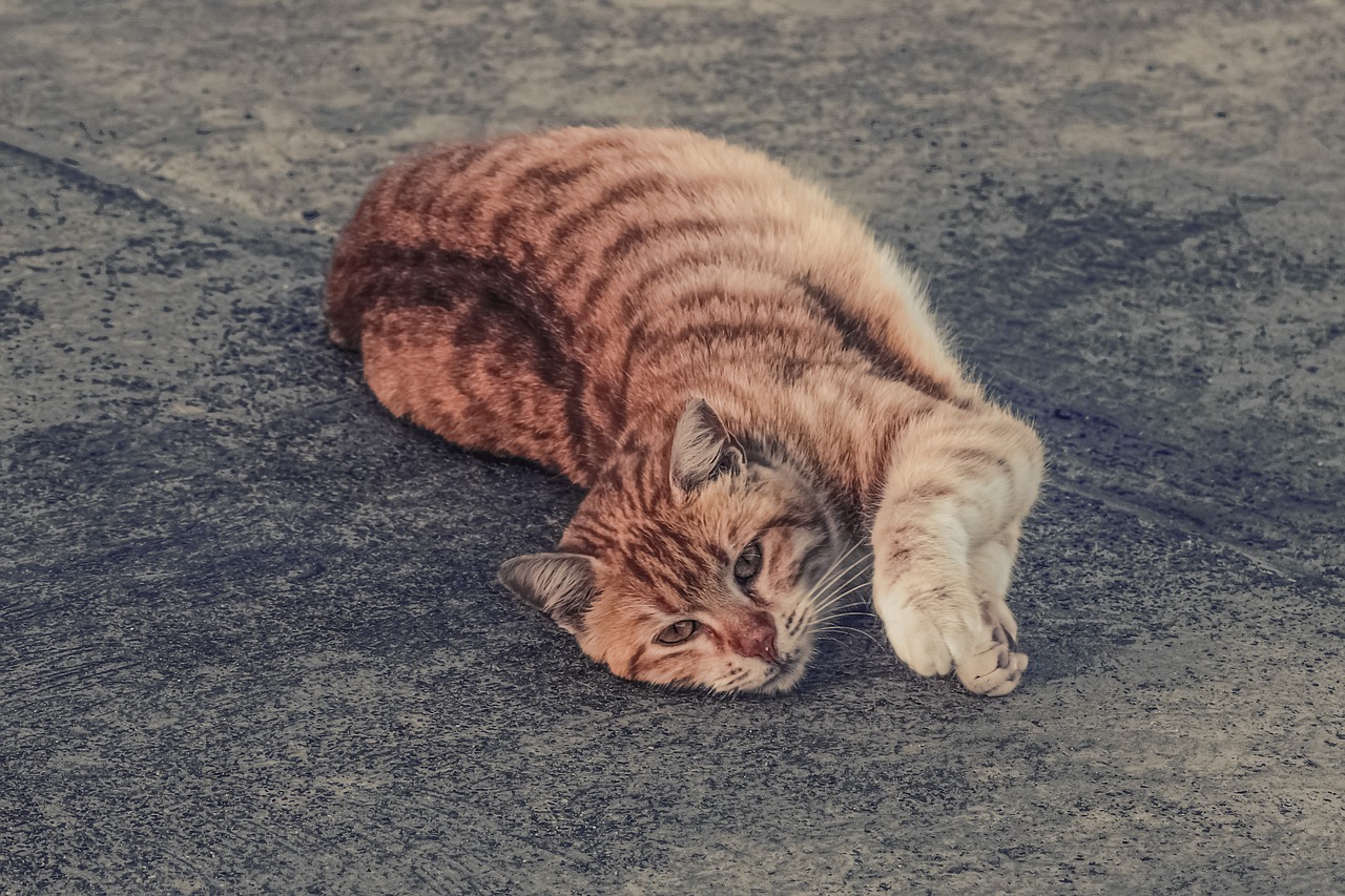 Image - cat stray tabby red naughty