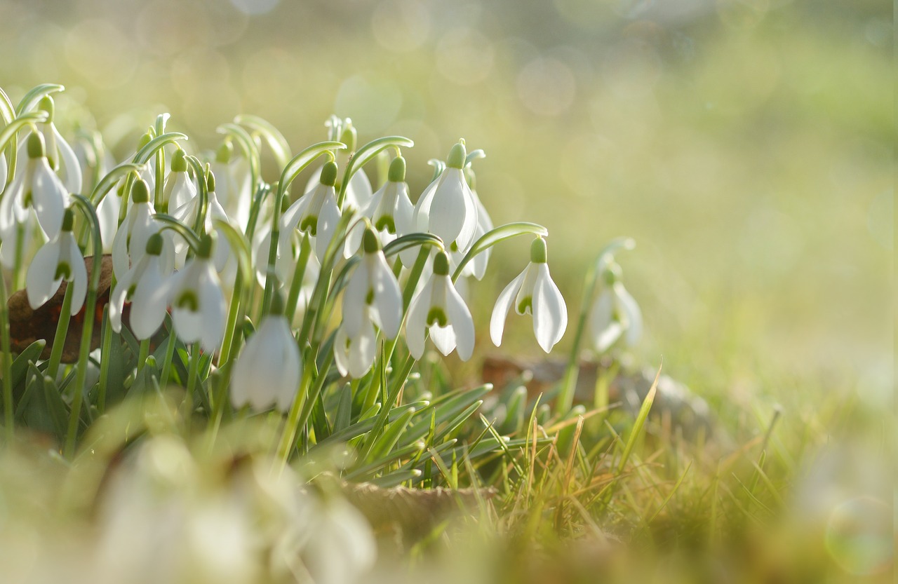 Image - schneegloegglein snowdrop plant