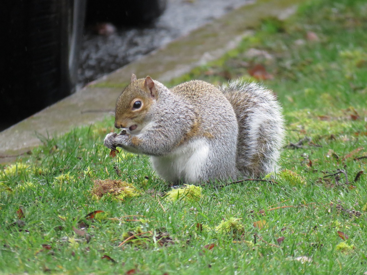 Image - squirrel sciuridae rodent animal