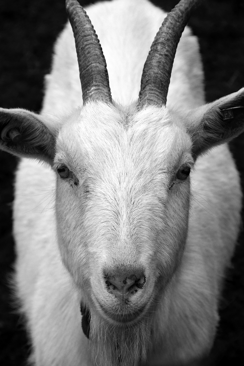 Image - goat billy goat horns head close