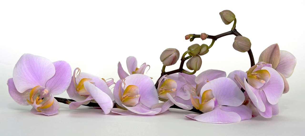 Image - orchid flower blossom bloom bud