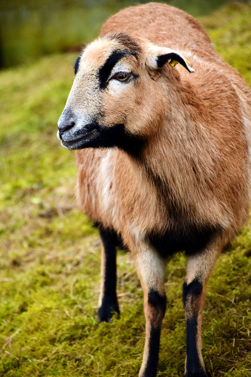 Image - sheep brown brown sheep pasture