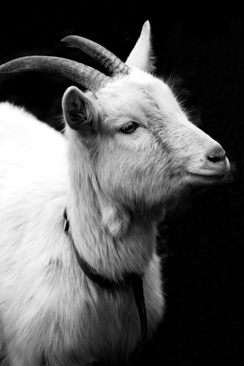 Image - goat billy goat horns domestic goat