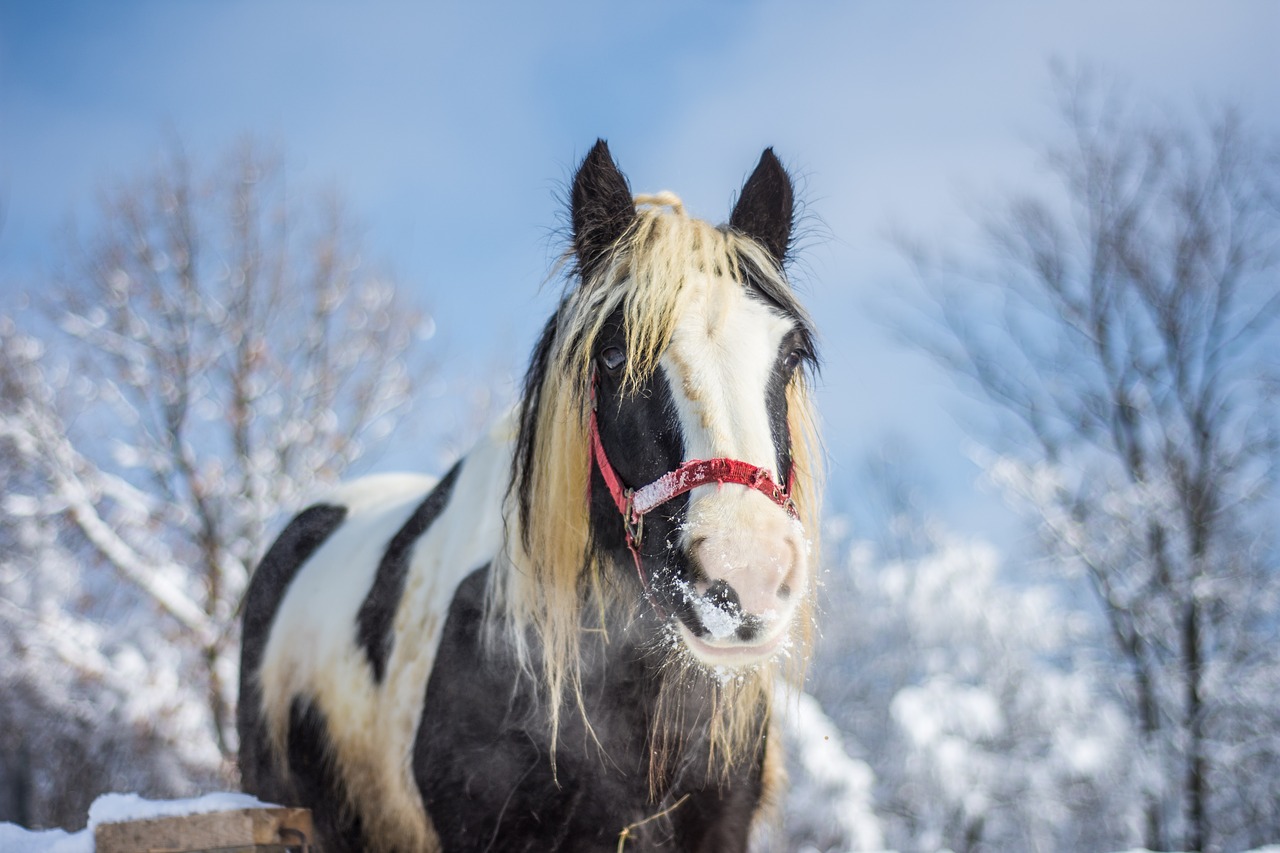 Image - horse farm winter nature animal