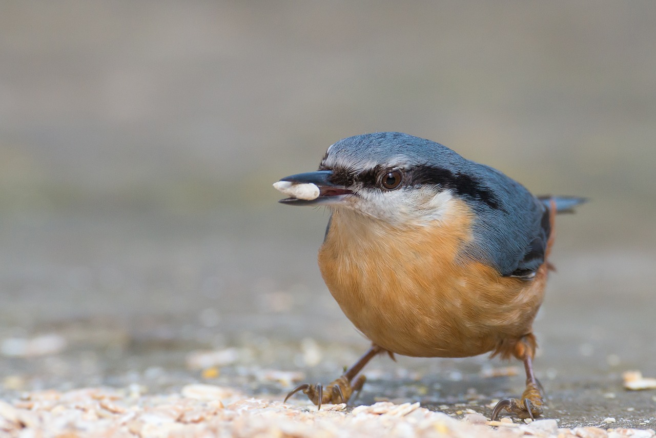 Image - kleiber bird sitta europaea nature