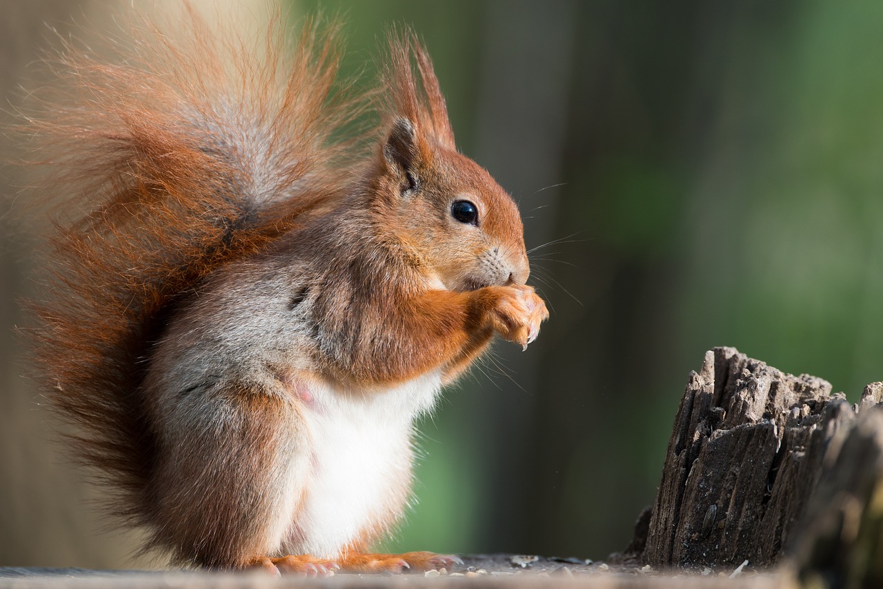 Image - squirrel animal possierlich forest