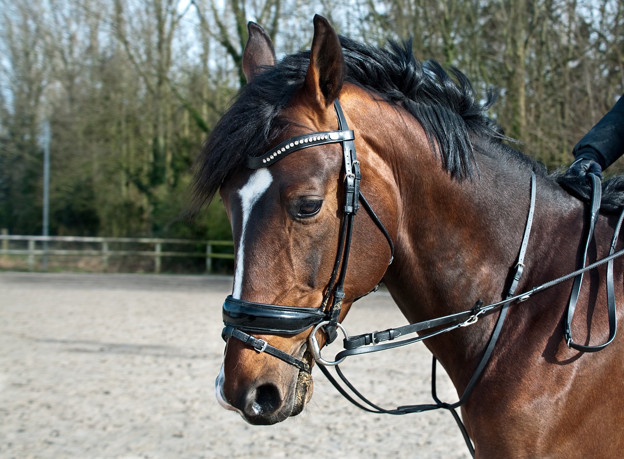 Image - horse head sun profile