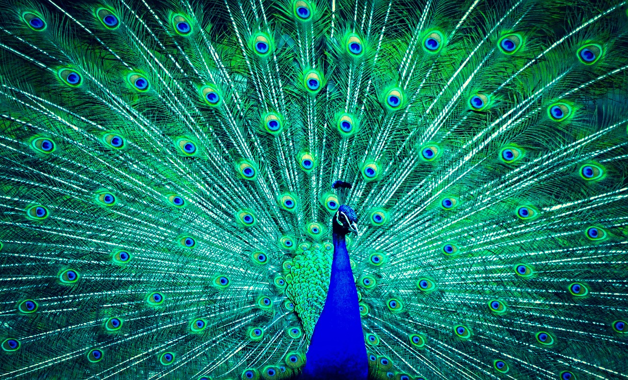 Image - peacock animal color