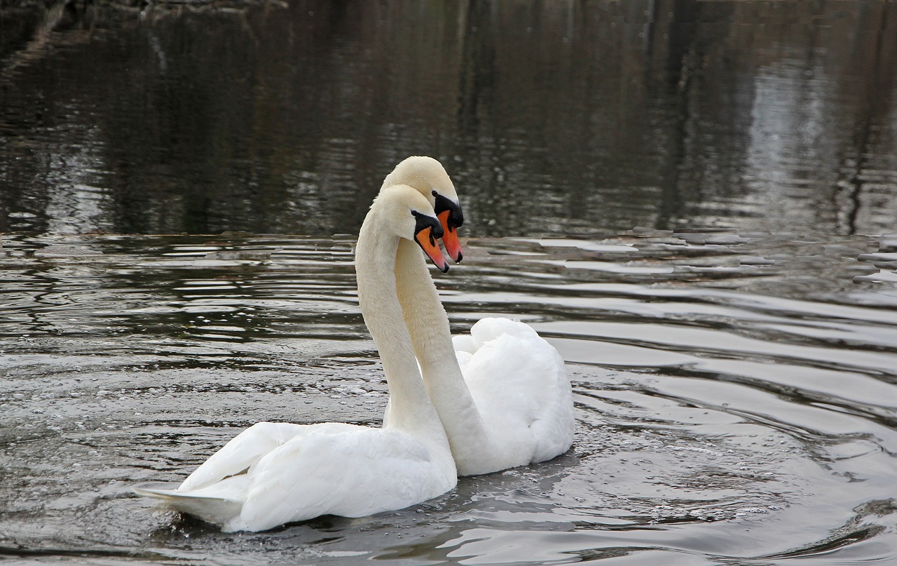 Image - spring swans nature swan