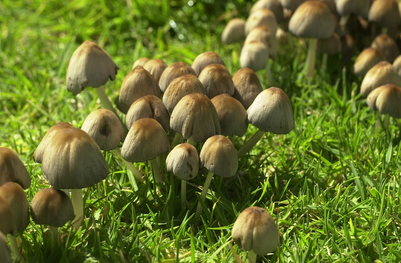 Image - fungi toadstool fungus autumn